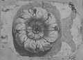 UV reflectance photograph Rosette drawn with sanguine and red chalk, probably from the Arch of Titus