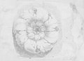 Infrared reflectance photograph Rosette drawn with sanguine and red chalk, probably from the Arch of Titus