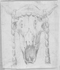 Infrared reflectance photograph Red chalk and graphite drawing of a bucranion with bead garland