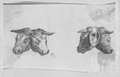Infrarotreflektografie Druckgrafische Frontal- und Rückansicht des Kopfes einer zweiköpfigen Kuh im Tiefdruckverfahren erstellt