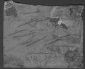 UV-Reflektografie Rötelzeichnung von drei Akanthusblättern und zahlreiche Stiftproben auf Blattrückseite