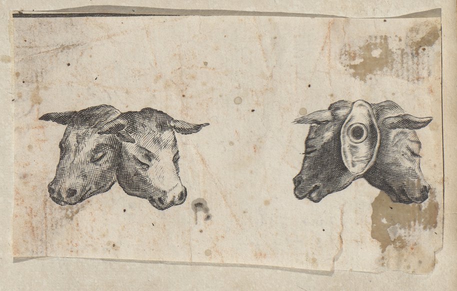 Auflichtaufnahme Druckgrafische Frontal- und Rückansicht des Kopfes einer zweiköpfigen Kuh im Tiefdruckverfahren erstellt